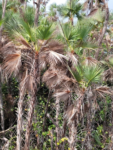 Acoelorrhaphe wrightii (Silver saw palmetto) — photo