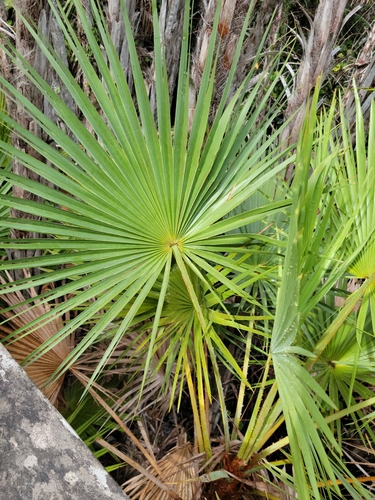 Acoelorrhaphe wrightii (Silver saw palmetto) — photo