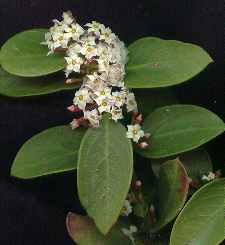 Acokanthera oppositifolia (Bushman's poison) — photo