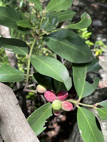 Acokanthera oppositifolia (Bushman's poison) — photo