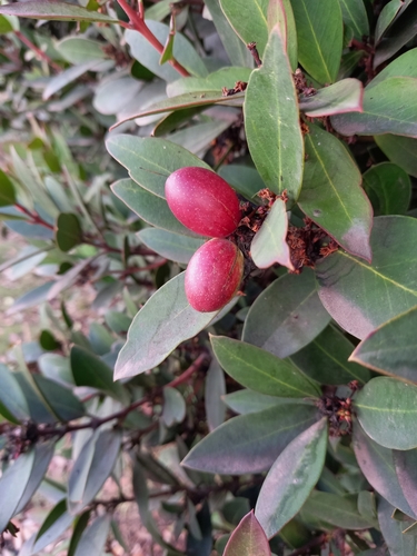 Apocynaceae