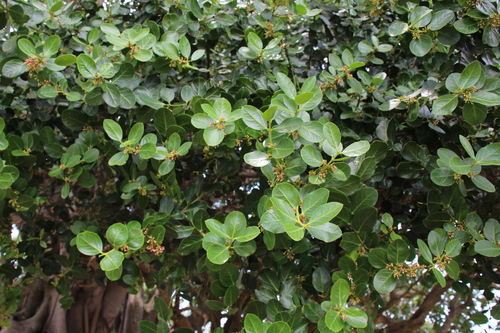 Acokanthera rotundata (Round-leaved Poison Bush) — photo