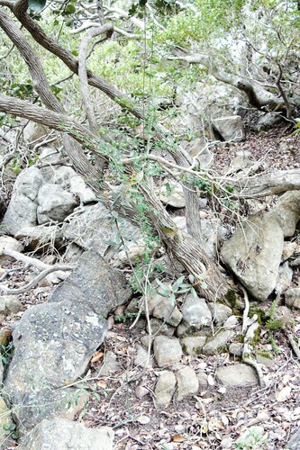 Acokanthera schimperi (Poison arrow tree) — photo