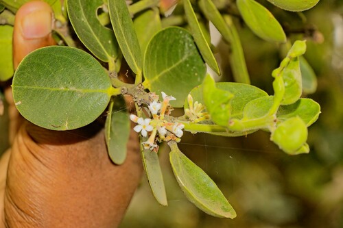Acokanthera schimperi