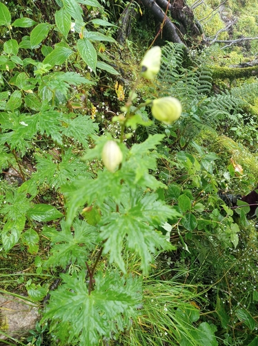 Aconitum heterophyllum (Atis root) — photo