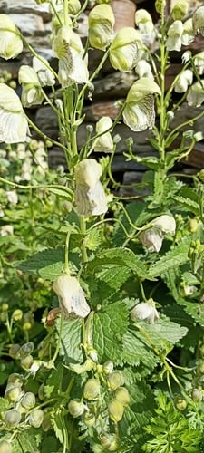 Ranunculaceae