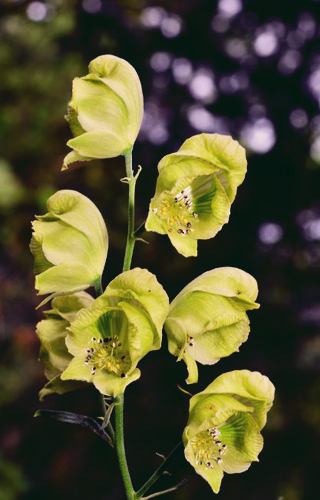 Aconitum koreanum