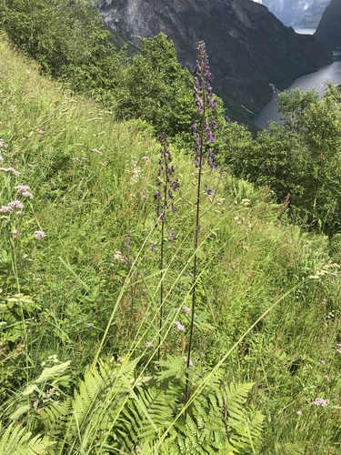 Aconitum lycoctonum (Wolfsbane) — photo