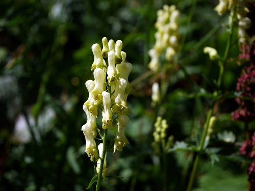 Aconitum lycoctonum