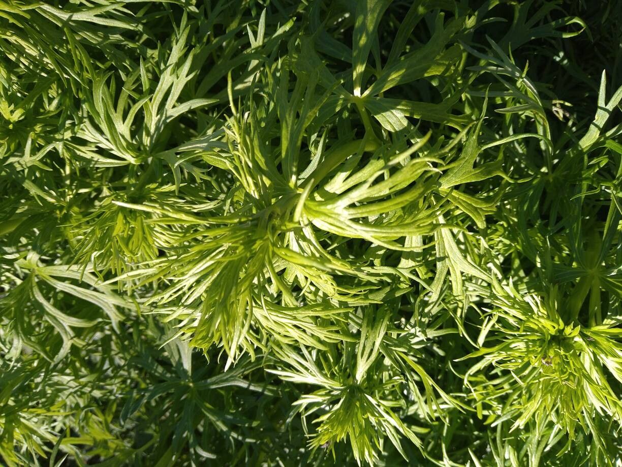 Aconitum multifidum