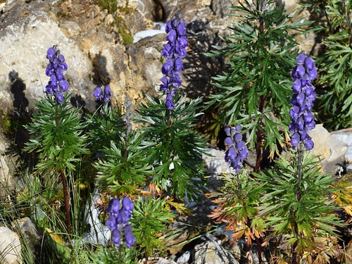 Aconitum napellus (Soldier's cap) — photo