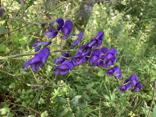 Aconitum napellus (Soldier's cap) — photo