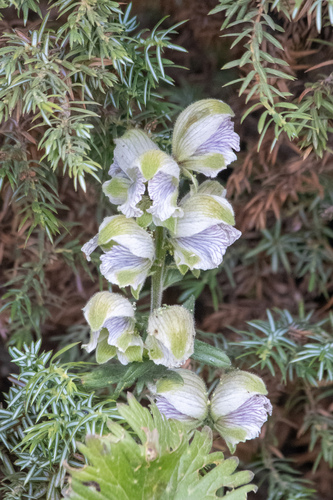 Aconitum rotundifolium — photo