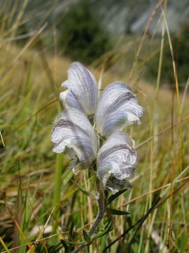 Aconitum rotundifolium — photo