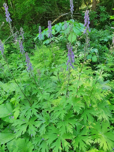 Aconitum septentrionale — photo
