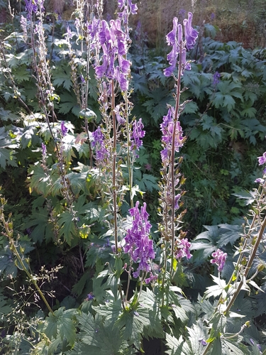 Aconitum septentrionale — photo
