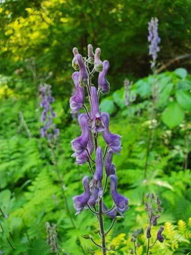 Aconitum septentrionale