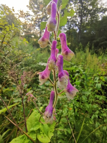 Aconitum violaceum (Tilia kachang) — photo