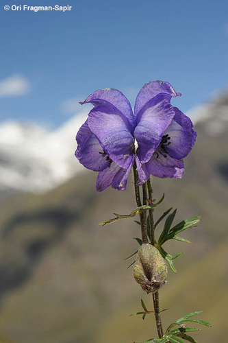 Aconitum violaceum