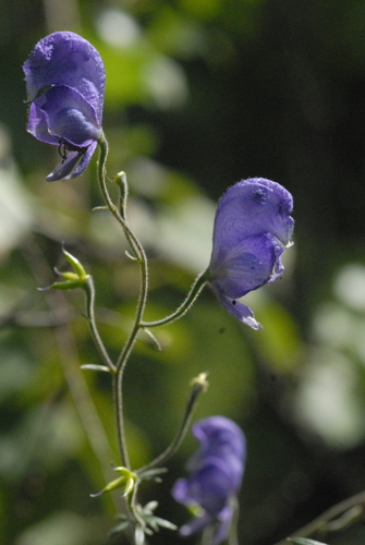 Aconitum volubile — photo