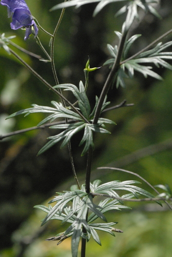 Aconitum volubile — photo