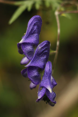 Aconitum volubile