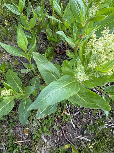 Aconogonon phytolaccifolium (Poke knotweed) — photo