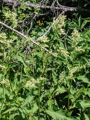 Aconogonon phytolaccifolium (Poke knotweed) — photo