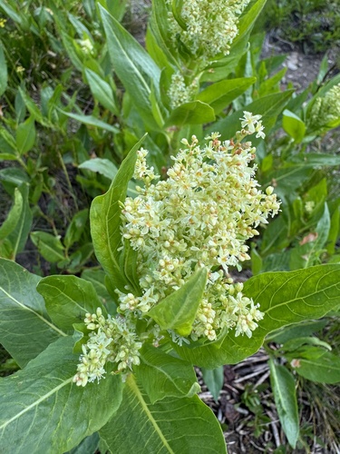 Aconogonon phytolaccifolium