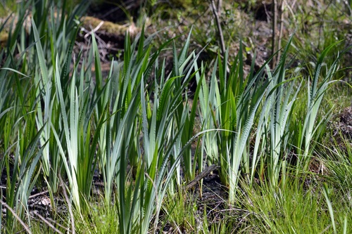 Acorus calamus (Calamus) — photo