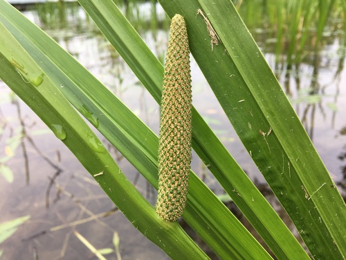 Acorus calamus (Calamus) — photo