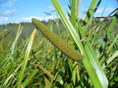 Acoraceae