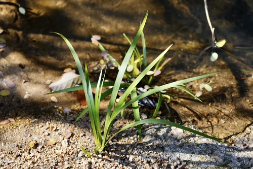 Acorus gramineus