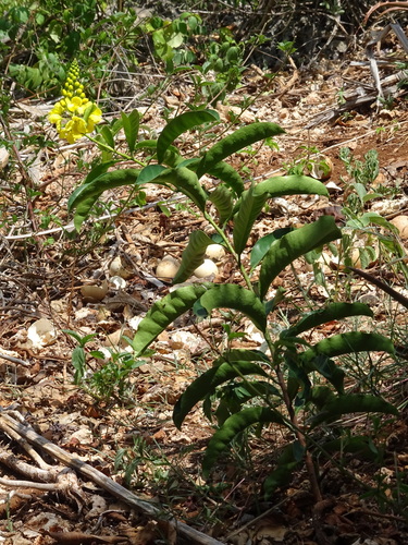 Acridocarpus zanzibaricus — photo