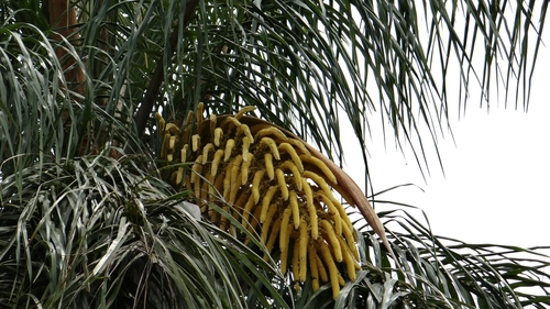 Acrocomia aculeata (Gru-Gru Palm) — photo