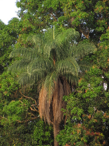 Acrocomia aculeata (Gru-Gru Palm) — photo