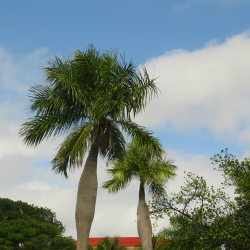 Acrocomia crispa (Corojo) — photo