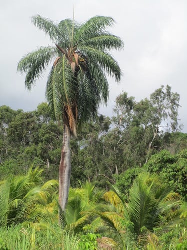 Acrocomia intumescens