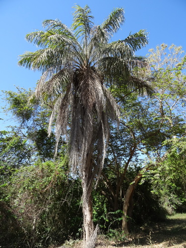 Acrocomia media (Puerto Rico acrocomia) — photo