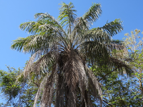 Acrocomia media (Puerto Rico acrocomia) — photo