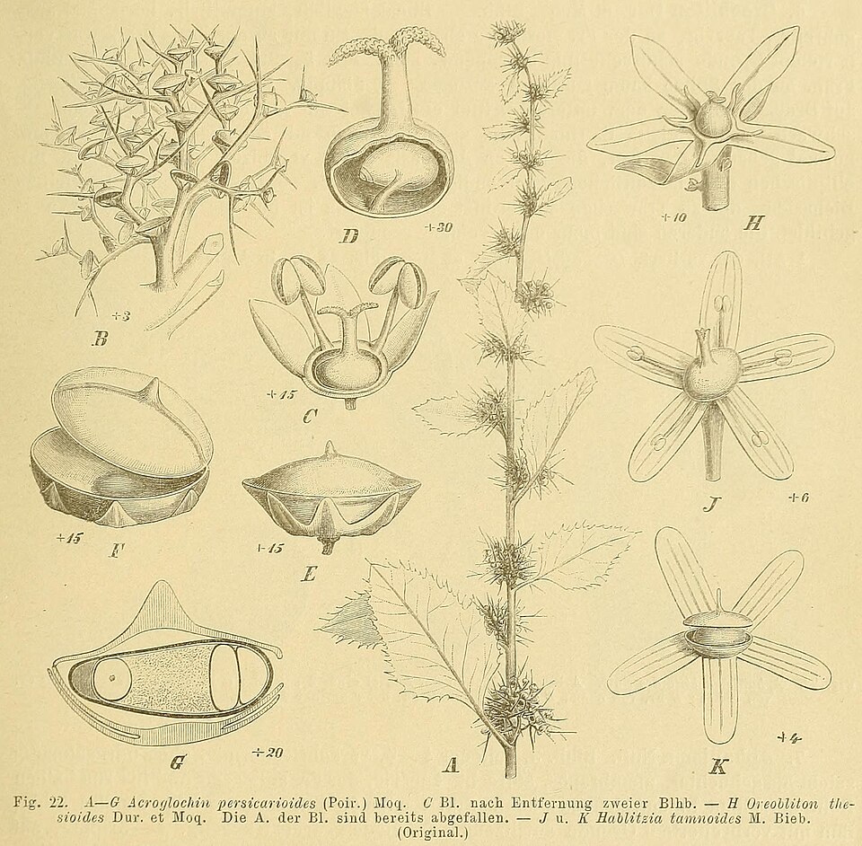 Acroglochin persicarioides (Qian zhen xian) — photo