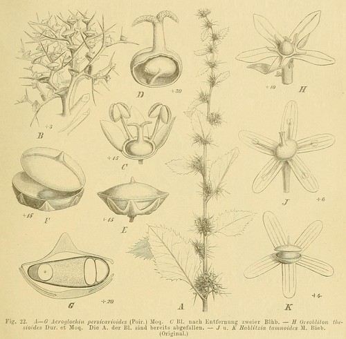 Acroglochin persicarioides