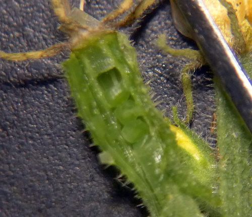 Acrolasia affinis (Yellowcomet) — photo