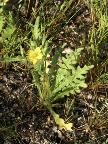 Acrolasia affinis (Yellowcomet) — photo