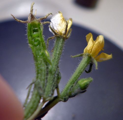 Acrolasia affinis