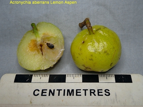 Rutaceae