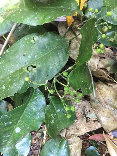 Acronychia acidula (Lemon aspen) — photo