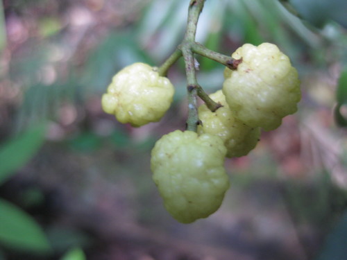 Acronychia acidula