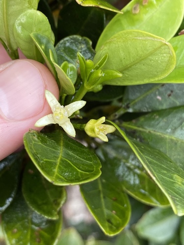 Acronychia chooreechillum (Mountain aspen) — photo