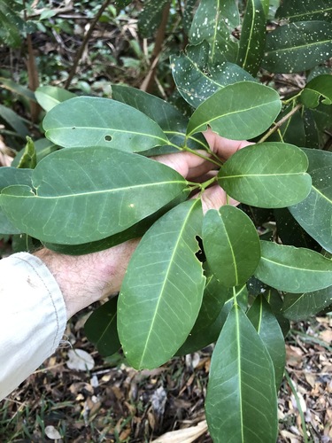 Acronychia imperforata